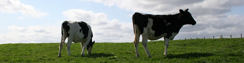 Two cows in a pasture