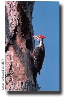 pecker