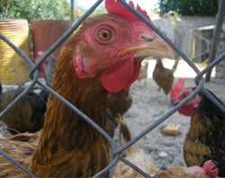 Chicken behind a chain link fence